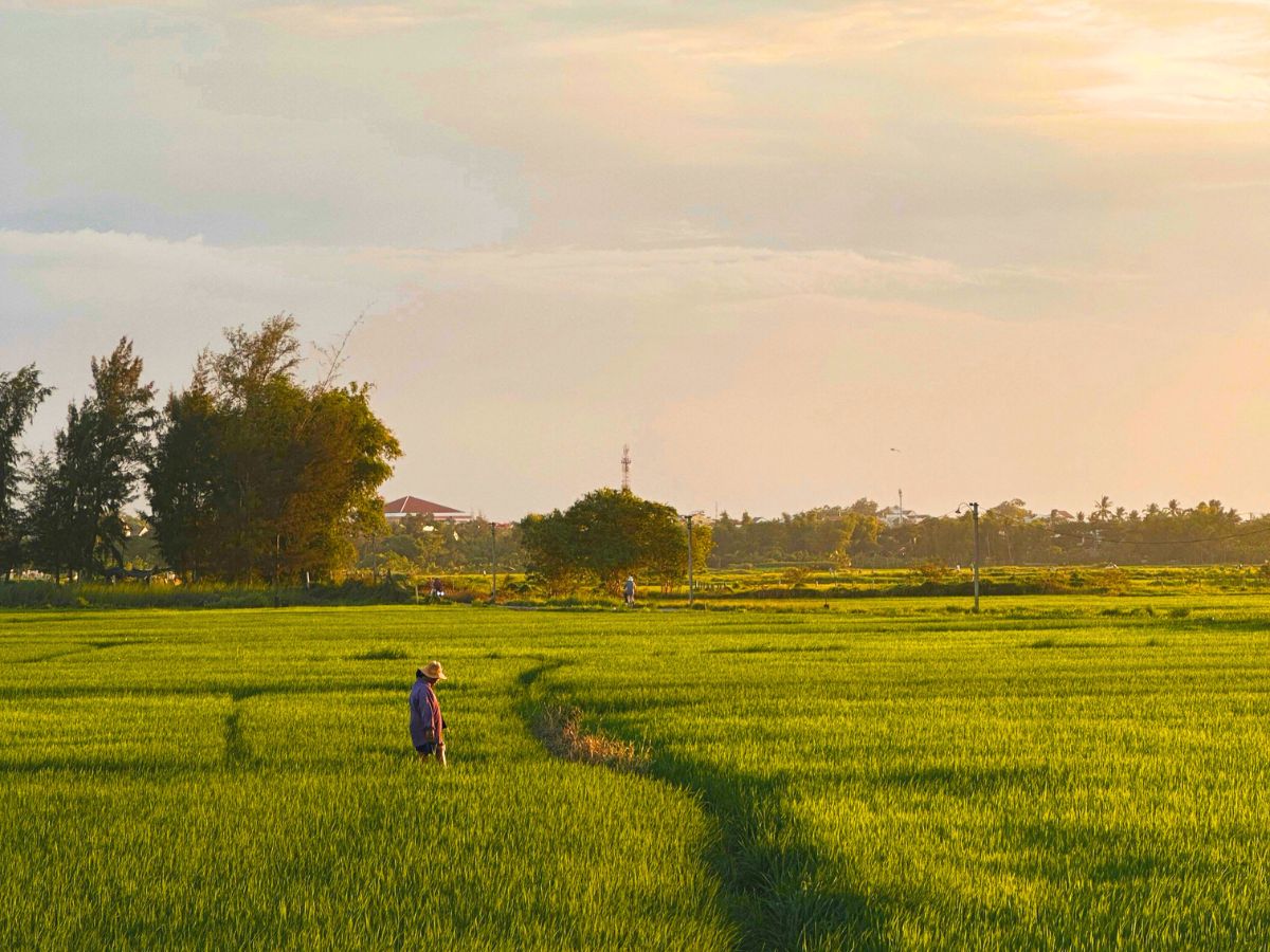 Hoi An rice paddies landscape, rural photography