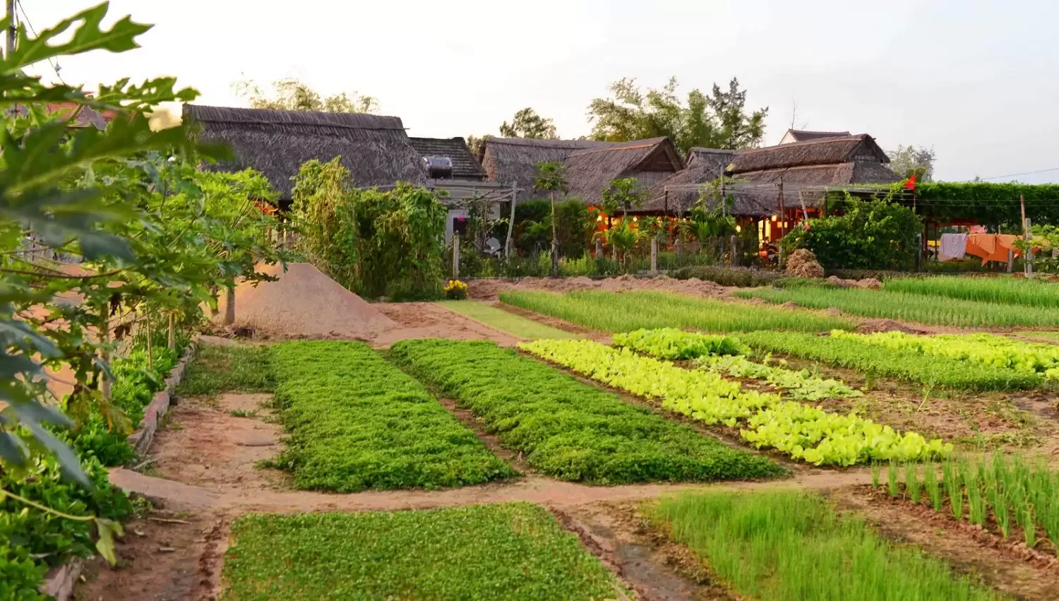 Panoramic view of Tra Que Vegetable Village fields, lush green organic farms Hoi An