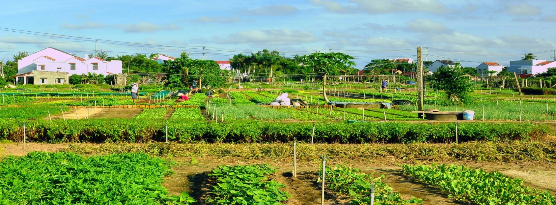 Tourist planting vegetables in Tra Que Village, hands-on farming experience Hoi An